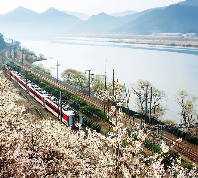 경남도가 제5차 국가철도망 구축계획(2026∼2035) 고시를 앞두고 CTX(창원형 트라이포트 급행철도), 동대구∼창원∼가덕도신공항 고속화철도 등 지역 숙원 노선 반영을 위해 막판 총력전을 벌이고 있다. 사진은 최근 양산시 원동매화축제가 열린 원동역을 지나는 열차의 모습. 경남도 제공