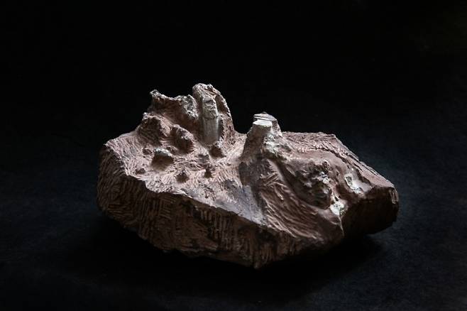 신종 공룡 ‘둘리사우루스 허미나이(Doolysaurus huhmini)’의 화석. 남윤중 제공