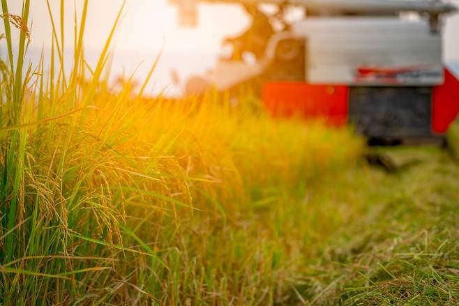 매년 새로 심어야 하는 벼를 한 번 심으면 여러 해 동안 자라게 만드는 유전자가 발견됐다. 게티이미지뱅크