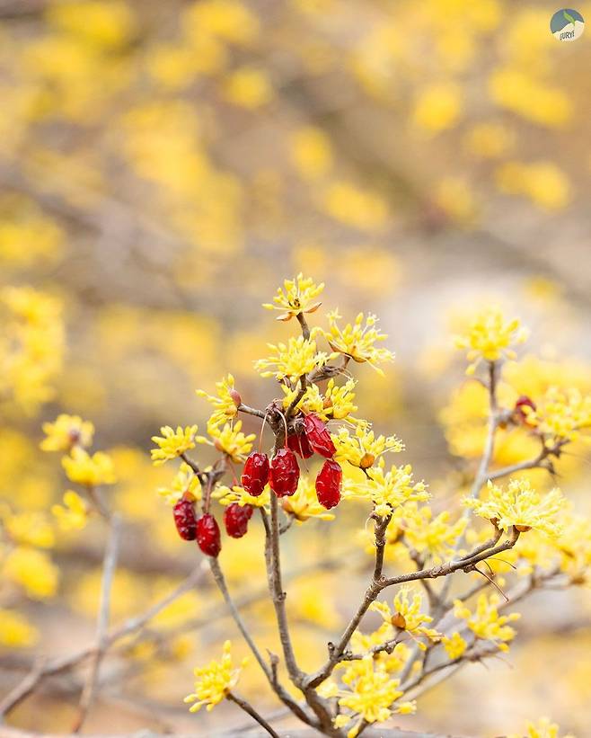 구례 산수유 꽃축제 자료 사진