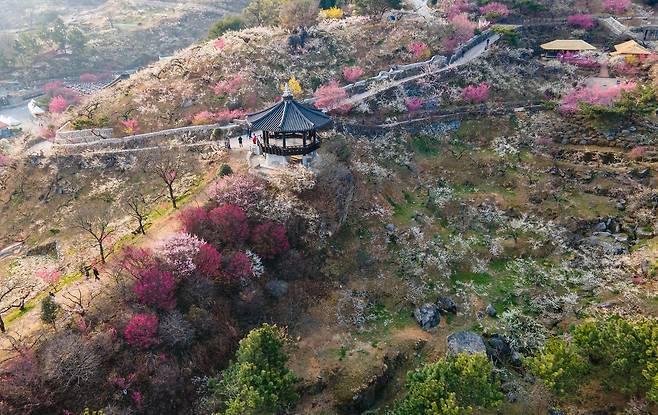 매화, 산수유꽃이 만개한 남도는 봄 분위기가 완연하다. 전남 광양에서는 지난 12일 개막한 매화축제가 22일까지 이어진다. 사진은 11일 매화축제의 주 무대인 청매실농원에서 촬영했다. 홍매와 백매가 흐드러진 돌담길 풍경이 영화의 한 장면 같다.