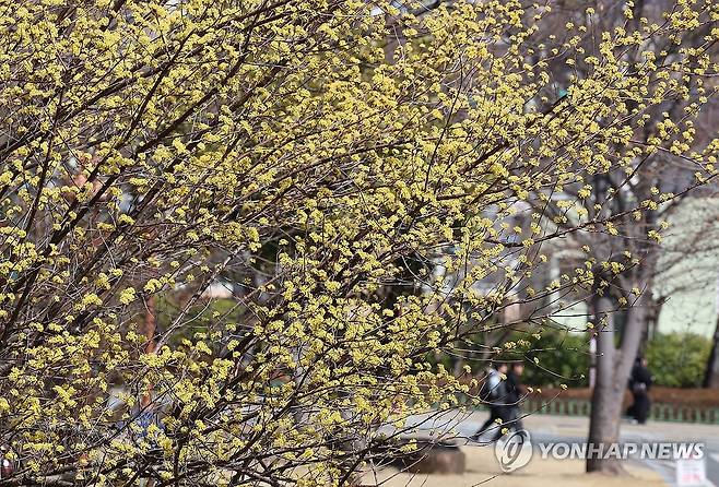 산수유 활짝 (창원=연합뉴스) 김동민 기자 = 낮과 밤의 길이가 같다는 절기 '춘분'인 20일 경남 창원시 마산합포구 경남대학교 월영캠퍼스에 산수유가 펴 시선을 끈다. 2026.3.20 image@yna.co.kr