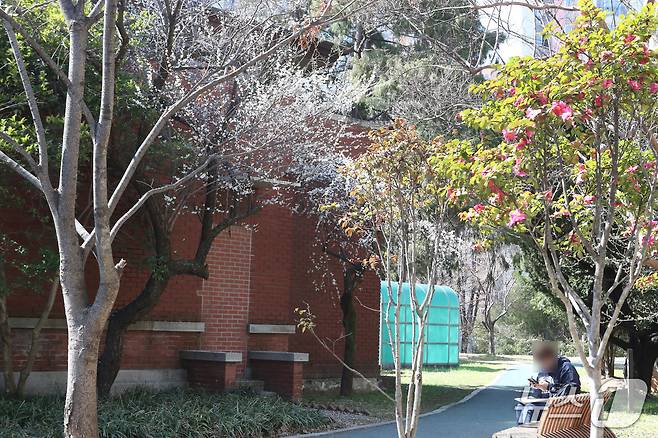 20일 광주시립미술관 인근 벚나무 아래서 한 시민이 햇살을 즐기고 있다. 2026.3.20/뉴스1 조수민 수습 기자