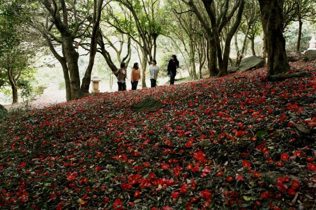 강진군 도암면 백련사 동백숲을 관광객들이 거닐고 있다. 강진군 제공