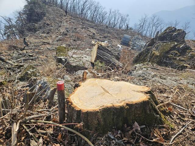 경북 문경시 주흘산 관봉에서 약 300m 떨어진 곳에 나무 수백 그루가 베어져 있다. 경계를 표시한 말뚝이 그루터기만 남은 나무 옆에 박혀 있다. 류석우 기자