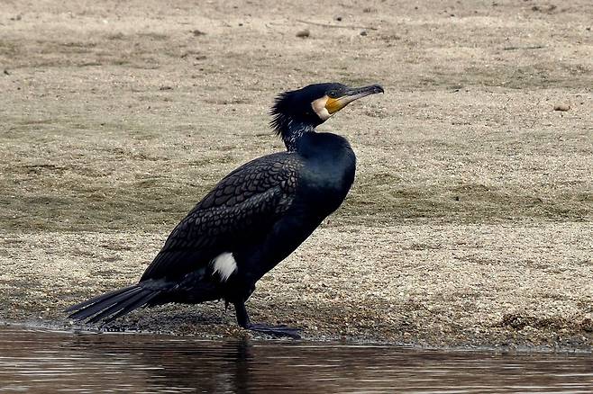 ⓒ국립생물자원관