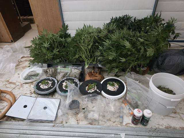 비닐하우스에서 몰래 재배한 대마. 중부지방해양경찰청 제공