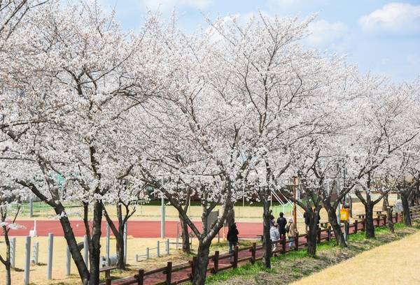 구례 섬진강 벚꽃길1