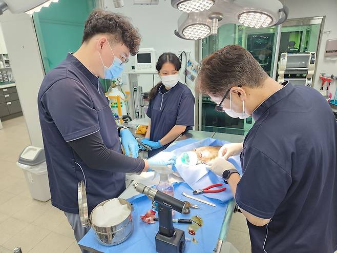 인천시 보건환경연구원 야생동물구조관리센터 수의사들이 구조된 동물을 수술하고 있다. <야생동물구조관리센터 제공>