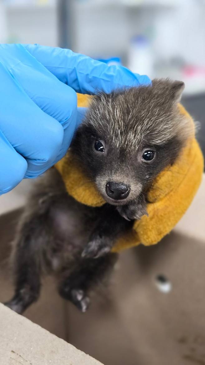 미아로 발견된 새끼 너구리. <야생동물구조관리센터 제공>