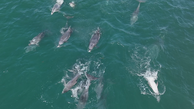 남방큰돌고래 무리