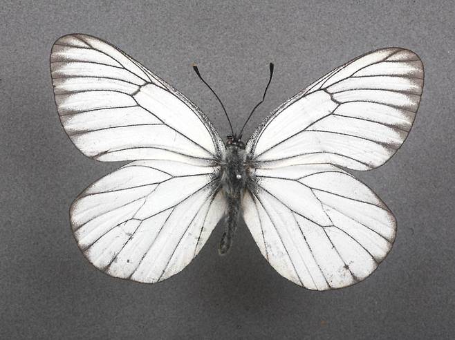 한반도에서 멸종 된 상제나비. (사진 이강운 대기자)/뉴스펭귄