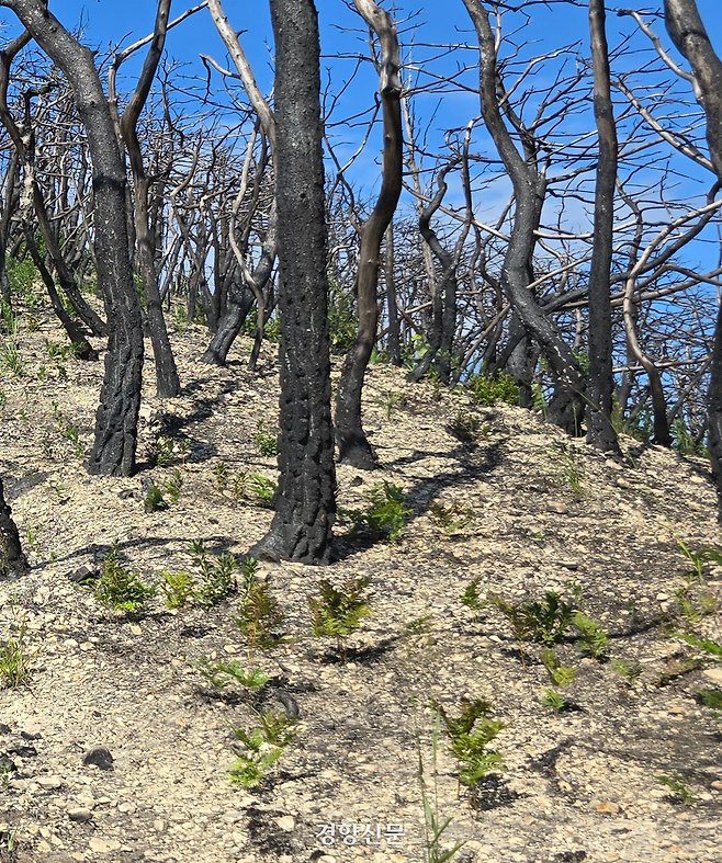 지난해 9월 고운사 인근 야산에 불에 탄 나무 사이로 풀이 자라나 있다. 이규송 교수 제공