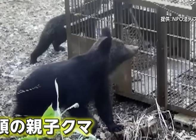 지난해 4월 일본 훗카이도에서 곰 두 마리가 포획 틀 주변을 어슬렁거리고 있다.
FNN 유튜브 캡처