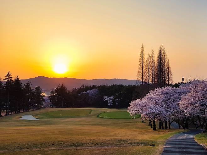일몰에 더욱 선명해진 보문골프클럽 내 벚꽃이 환상적인 야경을 연출하고 있다. /경북문화관광공사 제공