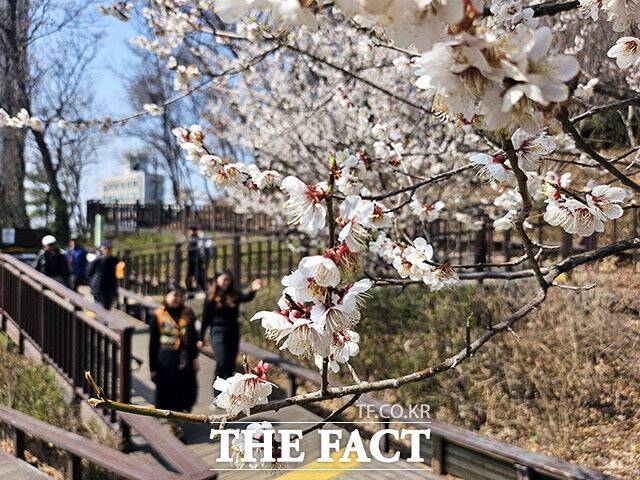 포근한 봄 날씨에 전국의 벚꽃이 일제히 꽃망울을 터뜨린 가운데 28일 오후 서울 서초구 방배숲도서관 인근에 벚꽃이 피어 있다. /이효균 기자