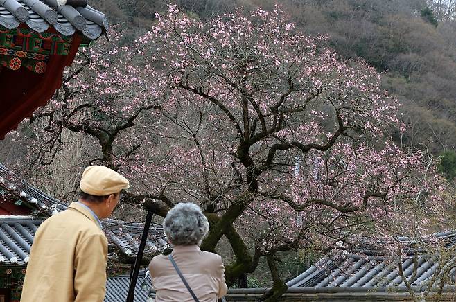 지난해 3월 27일 전남 장성군 백양사를 찾은 상춘객이 개화한 고불매(古佛梅)를 사진 찍고 있다. 연합뉴스