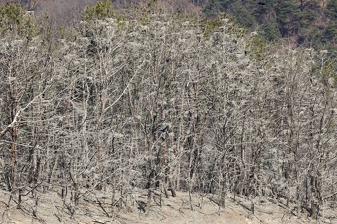 민물가마우지 둥지가 빼곡하게 들어서 있다.