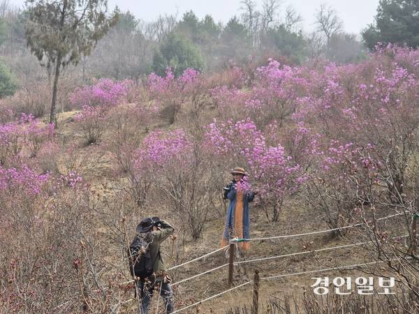 28일 부천시 종합운동장 일대 진달래동산을 찾은 관람객들이 분홍빛으로 피어난 진달래 꽃을 배경으로 기억에 남을 사진을 찍고 있다. 2026.3.28 /김연태기자 kyt@kyeongin.com