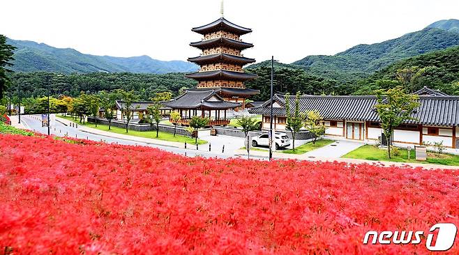 김천시는 직지사 입구부터 만세교까지 좌우 산책로에 꽃무릇 21만 본을 식재해 매년 9월경이면 꽃무릇이 만개해 이 일대는 붉은 융단을 깔아놓은 듯한 장관을 이룬다.2022.9.16 ⓒ 뉴스1 정우용 기자