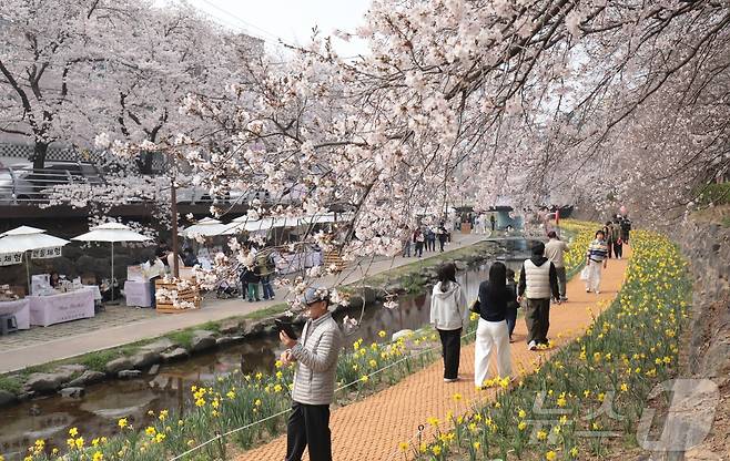 29일 울산 남구 무거천 벚꽃길에 벚꽃이 피어나면서 나들이객들이 사진을 찍고 있다. 2026.3.29 ⓒ 뉴스1 김세은 기자