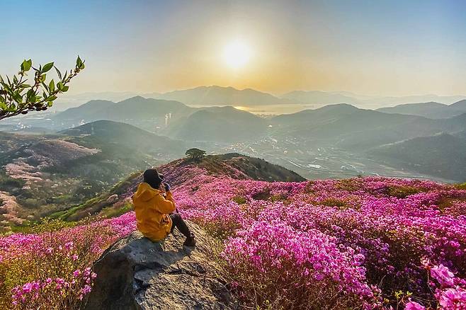 여수 영취산의 봄. 한국관광공사