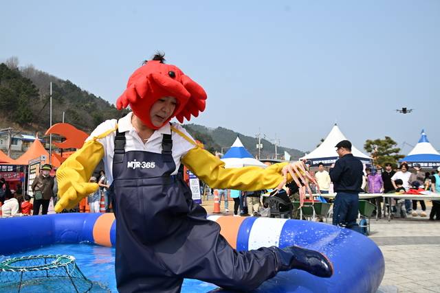 영덕 강구 대게축제장에서 영덕대게를 잡고 있다 사진제공 영덕군