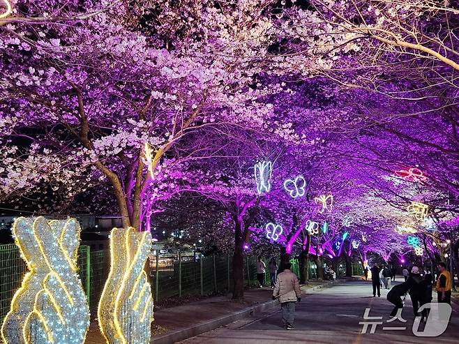 고창 벚꽃축제 야간경관(고창군 제공. 재판매 및 DB금지)