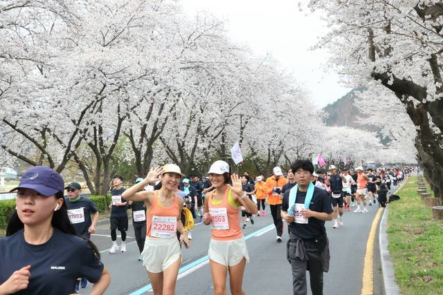 경주보문관광단지에서 지난해 벚꽃마라톤대회 참가자들이 벚꽃터널을 달리고 있다. 경주시 제공