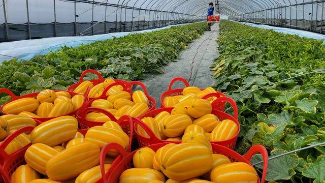 4월 본격 출하시기에 접어든 성주참외가 예년보다 출하량도 많고 가격도 안정세를 보이면서 사상 최대 조수입을 기록할 것으로 기대되고 있다. 성주군 제공