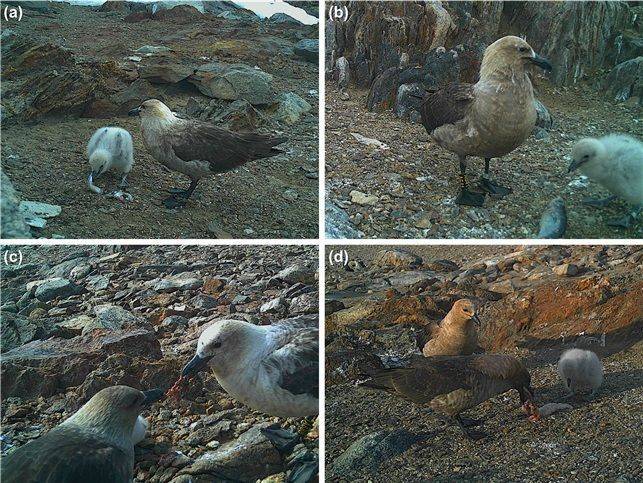 케이프 뫼비우스에서 설치된 모니터링 카메라에 포착된 남극도둑갈매기의 새끼 먹이 전달 장면. 어류(a, b), 펭귄(c), 물범 내장(d). 극지연구소 제공