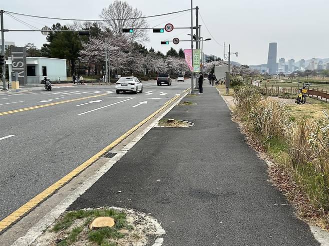 31일 벌목이 진행된 구역 맞은편에 벚꽃이 개화하고 있는 모습. 안민기 기자