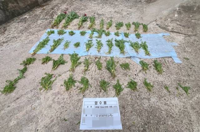 ▲ 동해해경청에 단속된 양귀비.