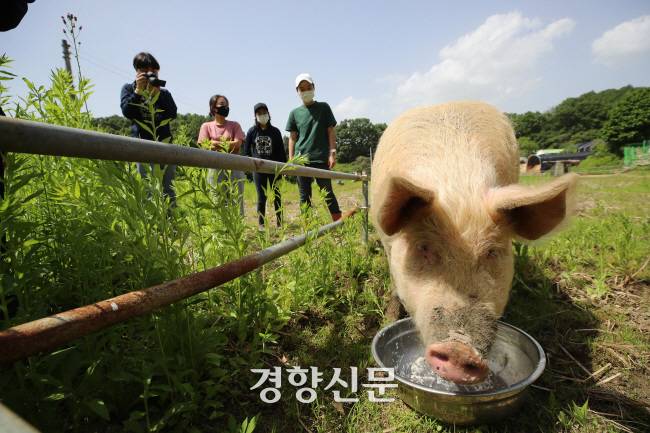 동물권단체 ‘DxE(Direct Action Everywhere) 코리아’ 회원들이 돼지농장에서 구출된 돼지 새벽이에게 2021년 5월24일 경기도에 마련된 생추어리에서 생추어리 1주년 기념 편지를 읽어주고 있다. 2022년 11월 촬영 / 경향신문 자료사진