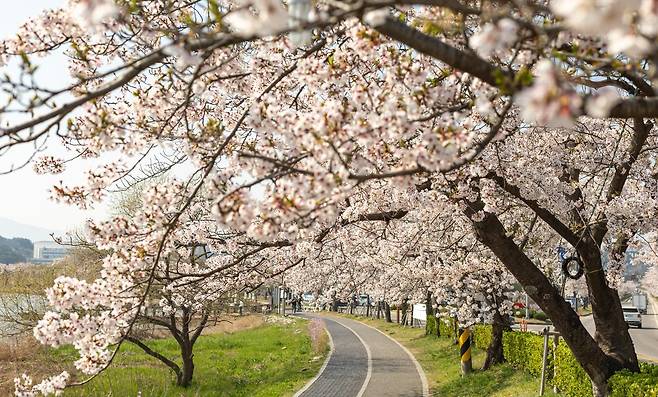 4∼11일 강릉 경포호수광장 일원에서 ‘경포 벚꽃축제’가 열린다. 벚꽃이 활짝 핀 지난해 경포의 모습. 강릉시 제공