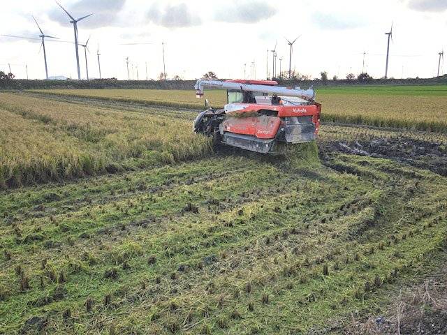 전남 영광 들녘에서 콤바인으로 벼를 수확과 동시에 볏짚을 잘게 잘라 농지에 환원하고 있다. 영광군 제공
