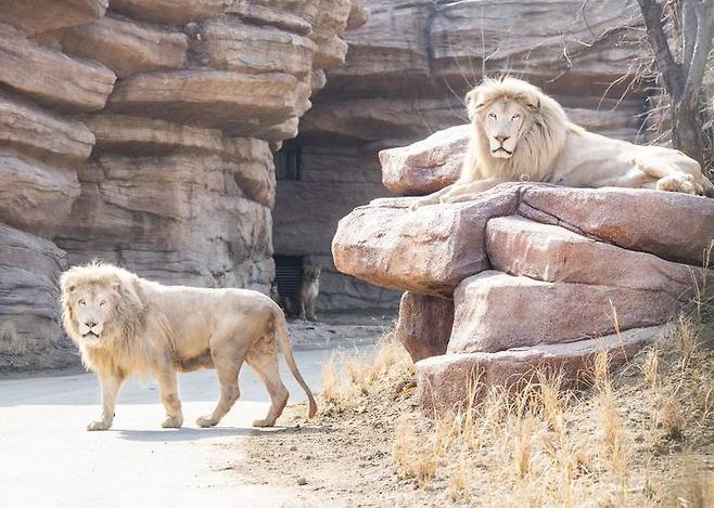 (사진=에버랜드 제공) *재판매 및 DB 금지