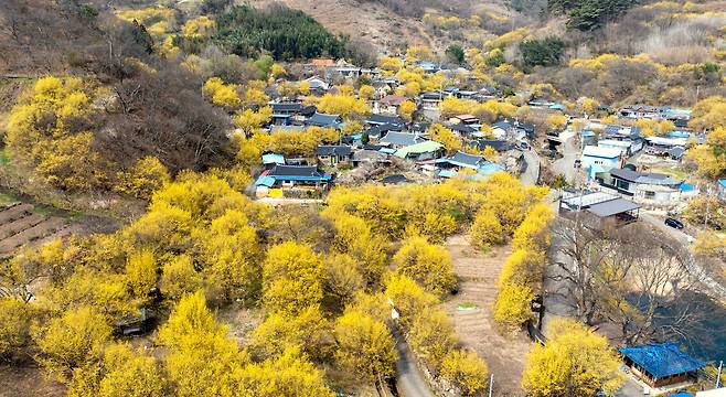 전남 구례군 산동면 현천마을이 절정을 이룬 산수유꽃으로 둘러 쌓여 있다./김영근 기자