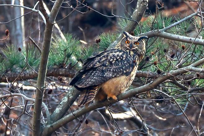 울산 수리부엉이. 윤기득