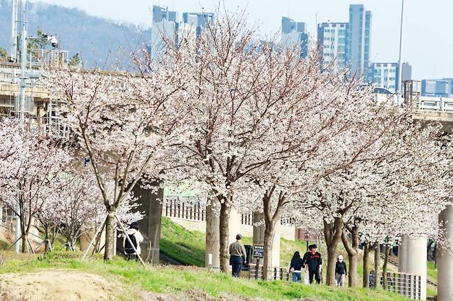 벚꽃이 만개한 서울 금천구 안양천의 모습. 금천구 제공
