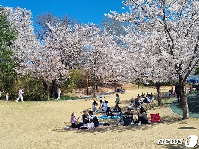 강릉 남산공원 벚꽃 ⓒ 뉴스1 윤왕근 기자