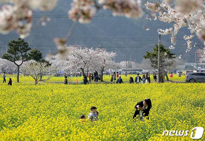 삼척 맹방 유채꽃축제 자료사진. (삼척시 제공, 재판매 및 DB 금지)