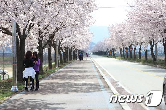 강원 양양 남대천둔치 벚꽃길.(양양군 제공, 재판매 및 DB 금지)