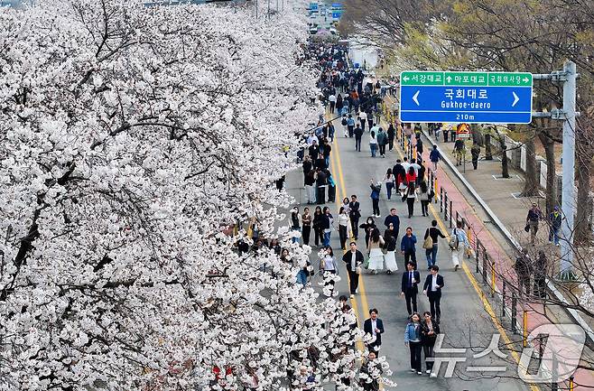 '여의도 봄꽃축제'가 시작된 3일 서울 여의서로 일대에 벚꽃이 만개해 있다. 2026.4.3 ⓒ 뉴스1 최지환 기자
