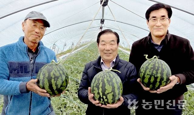 경남 함안 대산농협 송병우 조합장(가운데), 신영제 상무(오른쪽), 수박 재배농민 강주홍씨가 대산면의 시설하우스에서 갓 딴 수박을 들어 보이고 있다.