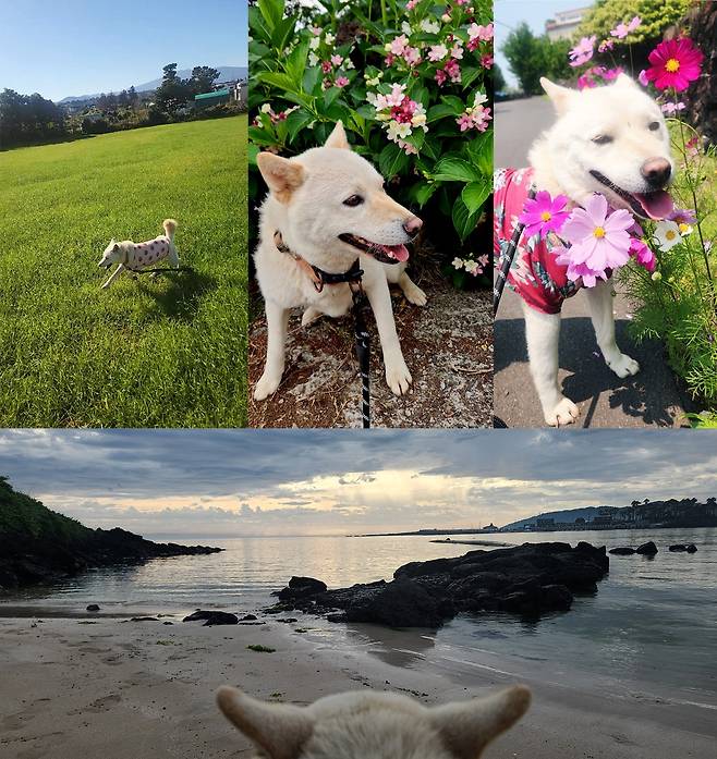 백구의 산책시간. ⓒ유재연