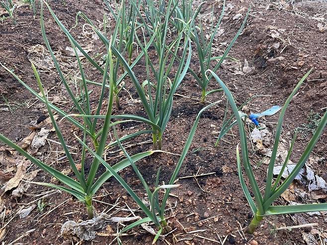 웃거름 듬뿍 준 월동 마늘이 한 주 만에 초록을 더했다.