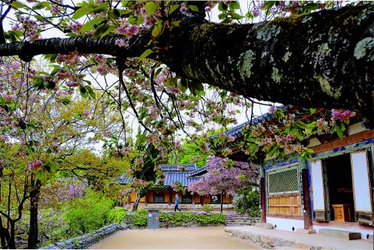 서산 개심사 겹벚꽃과 청벚꽃 / 사진 = 서산시