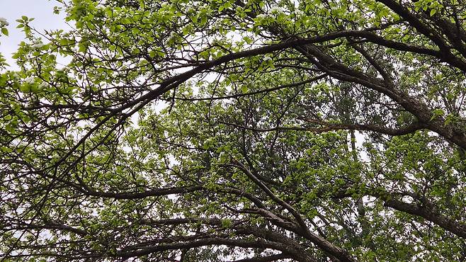 학술 가치가 큰 홍릉숲 문배나무