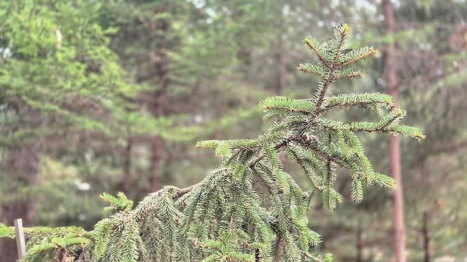 풍산가문비(앞쪽)